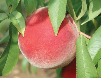 Peach Tree - August Rose - Potted and Bare Root