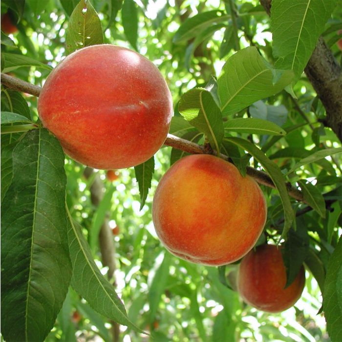 Peach Tree - Cresthaven - Potted and Bare Root