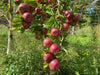 Kingston Black - potted heirloom cider apple tree