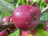 Kingston Black - potted heirloom cider apple tree