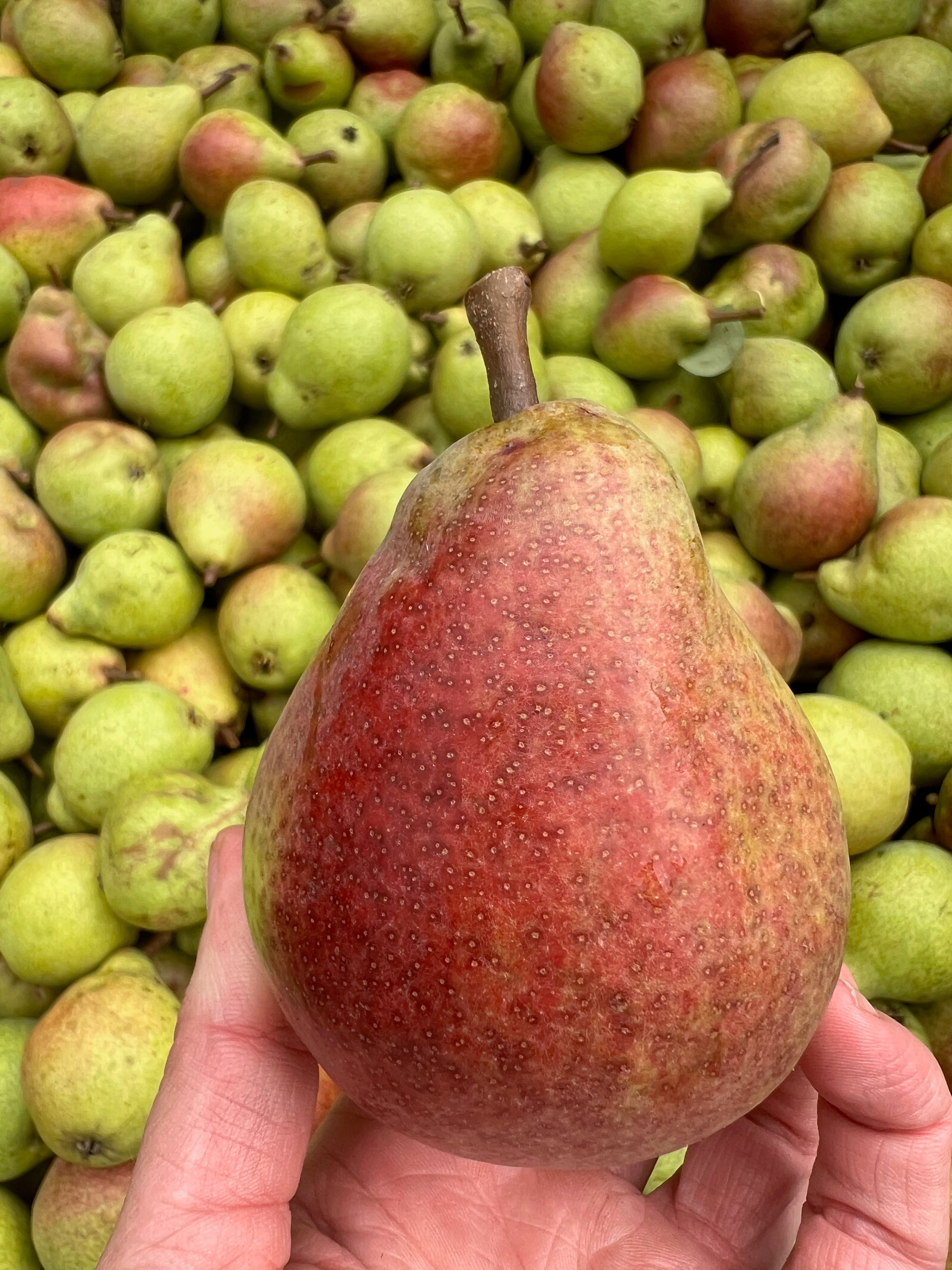 Pear Tree - Clapp's Favorite - Bare Root