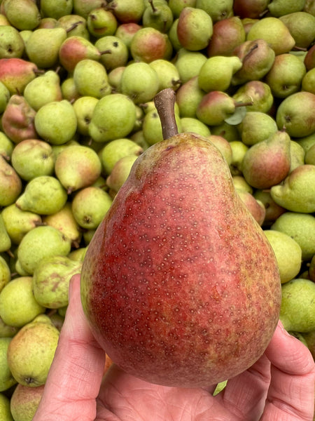 Pear Tree - Clapp's Favorite - Bare Root