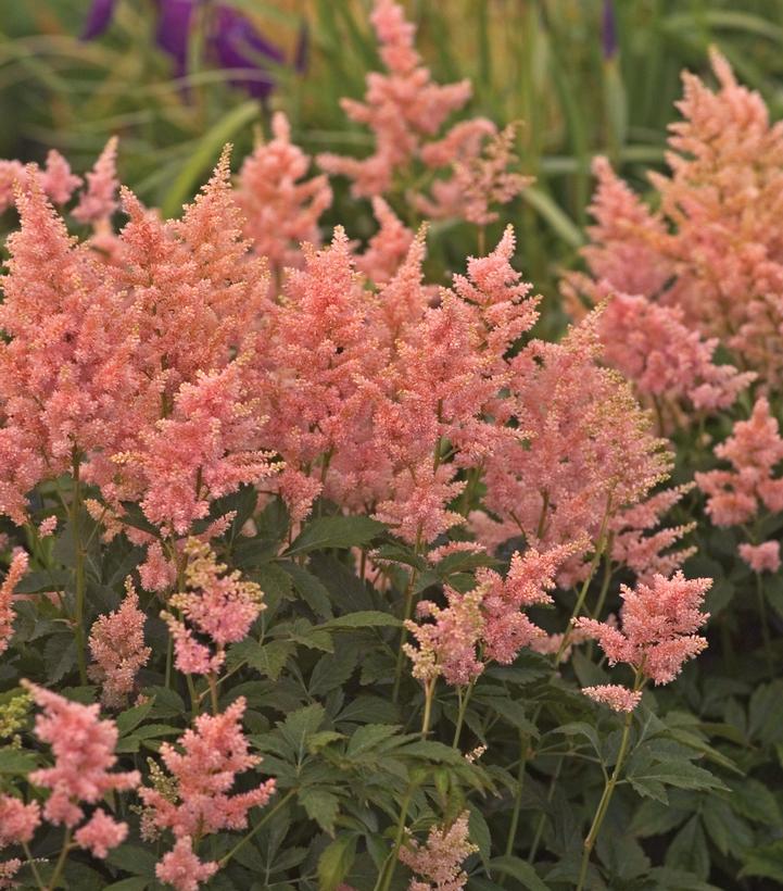 ASTILBE - `PEACH BLOSSOM’