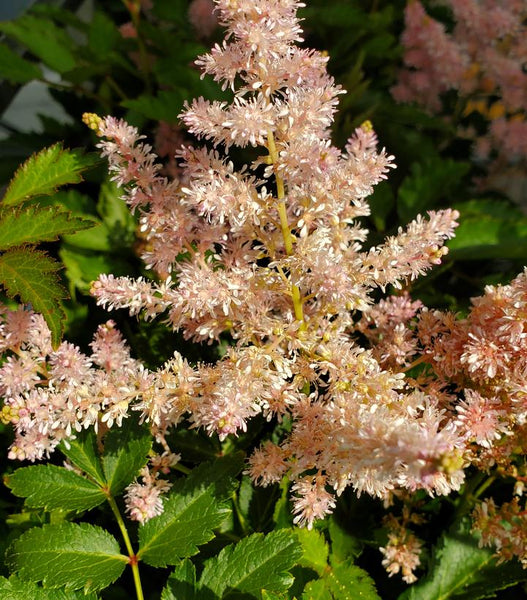 ASTILBE `YOUNIQUE SILVERY PINK`