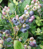 Blueberry - Peach Sorbet - 2 gallon pot