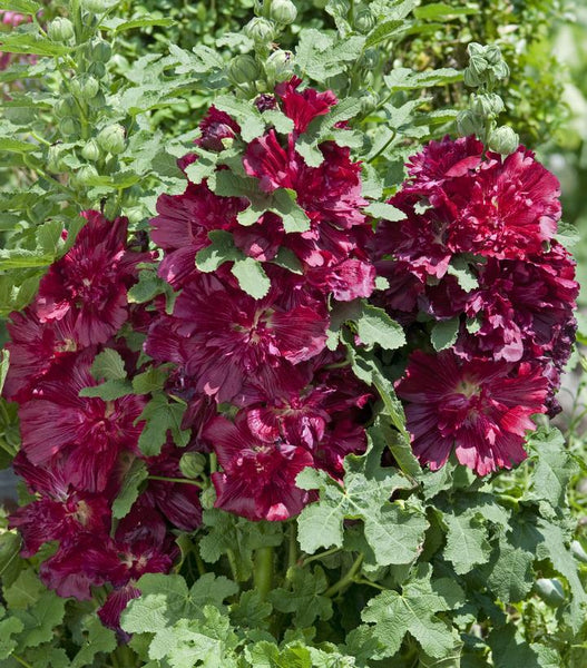 ALCEA `SPRING CELEBRITIES CRIMSON'