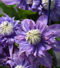 CLEMATIS - `DIAMANTINA`