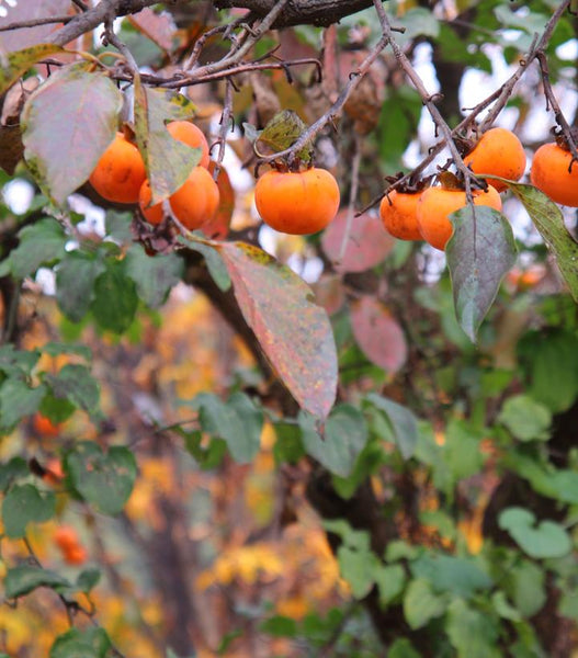 Persimmon Tree - 3 gallon pot