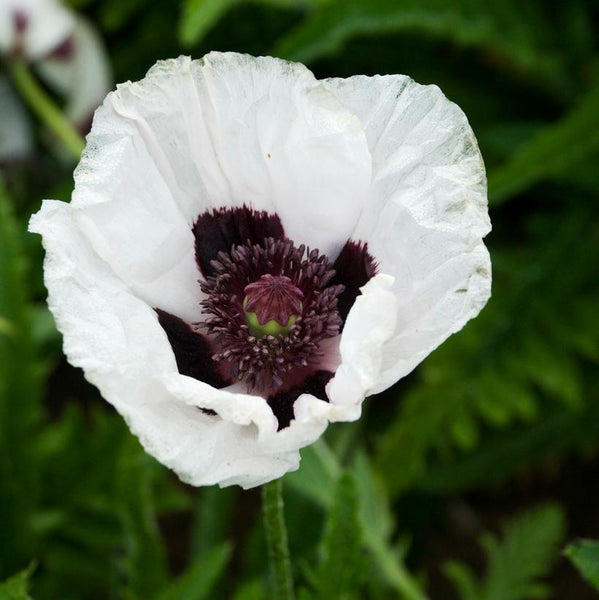 PAPAVER ORIENTALE `ROYAL WEDDING'