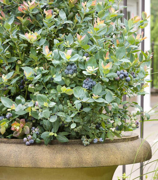 Blueberry - Pink Icing - 2 gallon pot