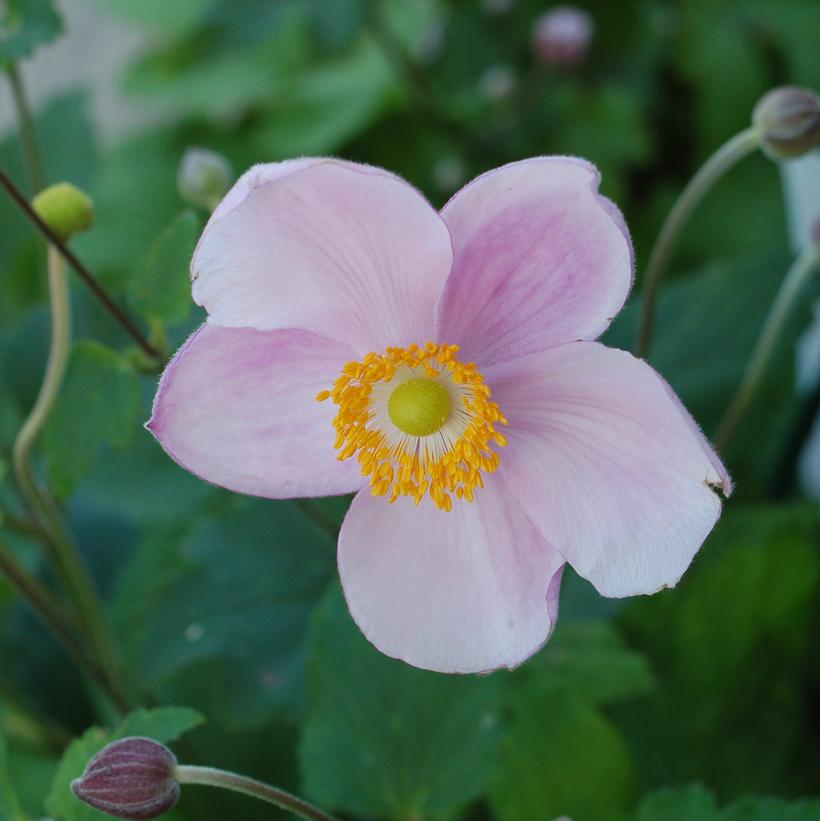 ANEMONE - TOMENTOSA `ROBUSTISSIMA`