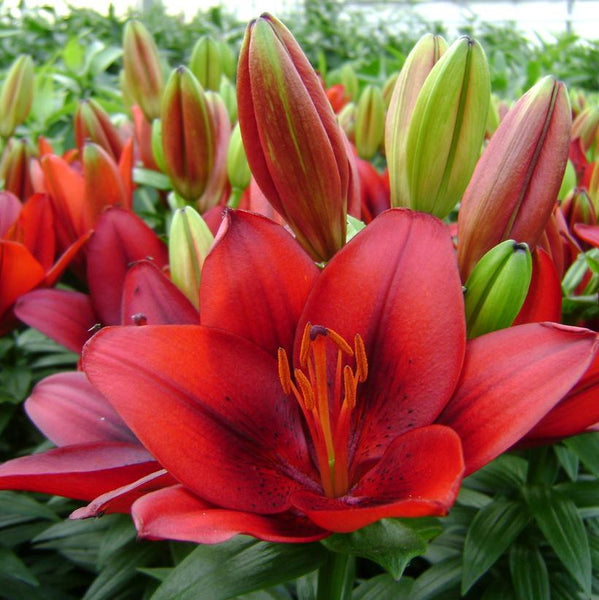 LILIUM `TINY ROCKET` (RED)