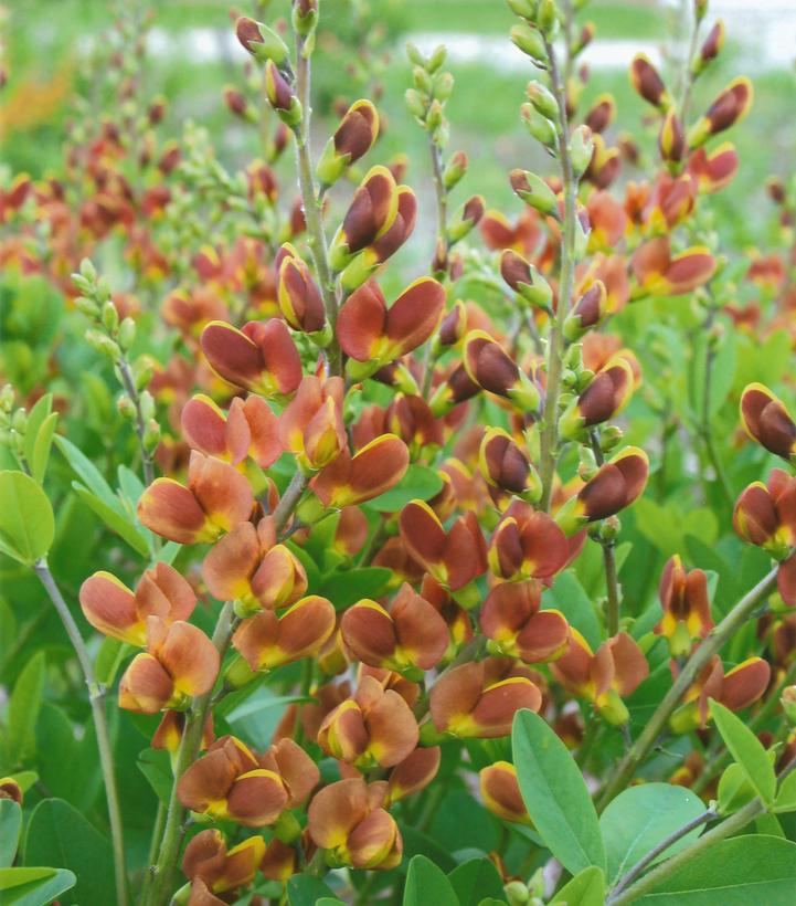 BAPTISIA - DECADENCE `CHERRIES JUBILEE`