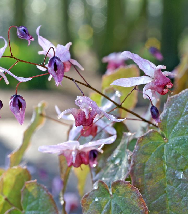 EPIMEDIUM `PINK ELF`