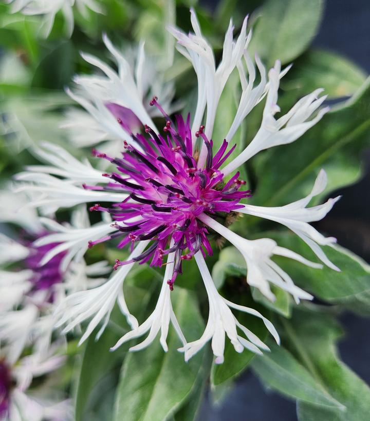 CENTAUREA `AMETHYST IN SNOW`