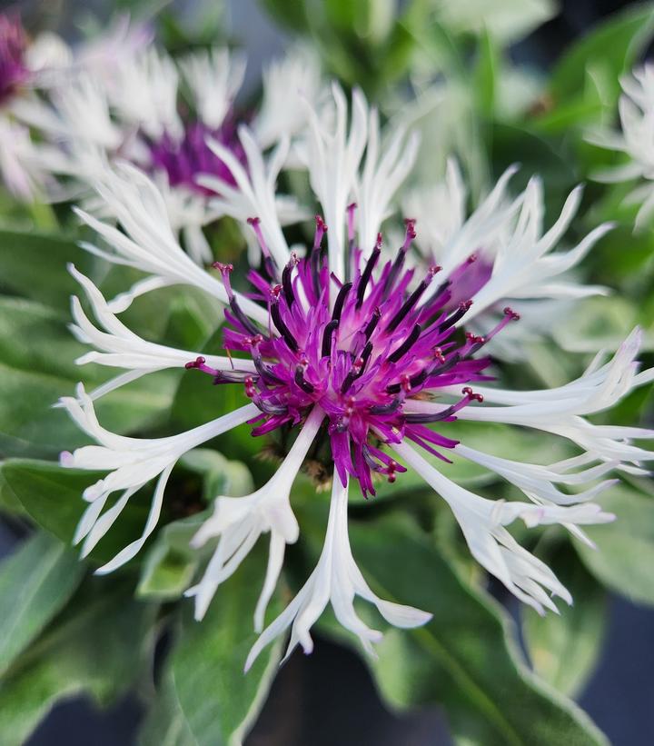 BACHELORS BUTTON - CENTAUREA `AMETHYST IN SNOW`