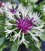 BACHELORS BUTTON - CENTAUREA `AMETHYST IN SNOW`