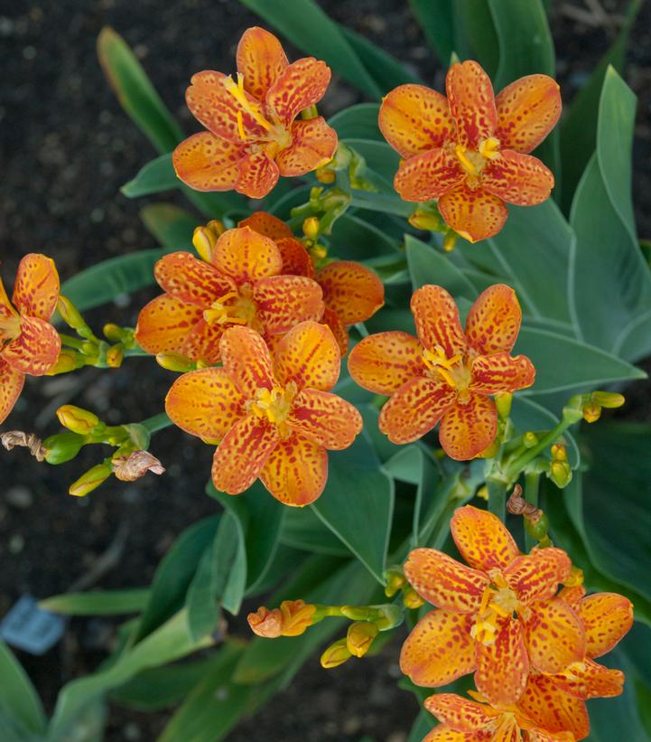 BELAMCANDA CHINENSIS `FRECKLE FACE'