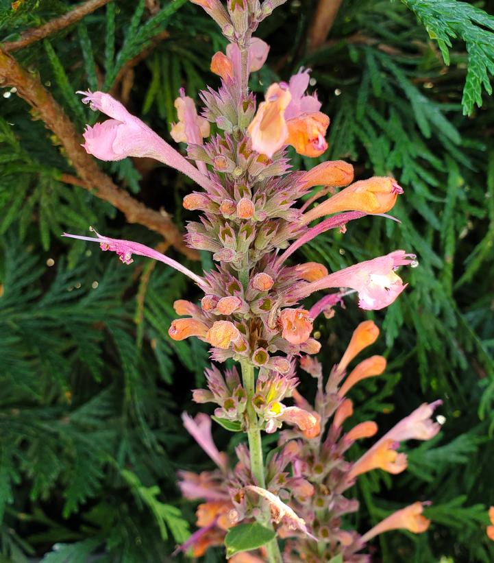 Agastache 'Kudos Ambrosia'