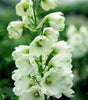 DELPHINIUM `WHITE GUARDIAN LARKSPUR`