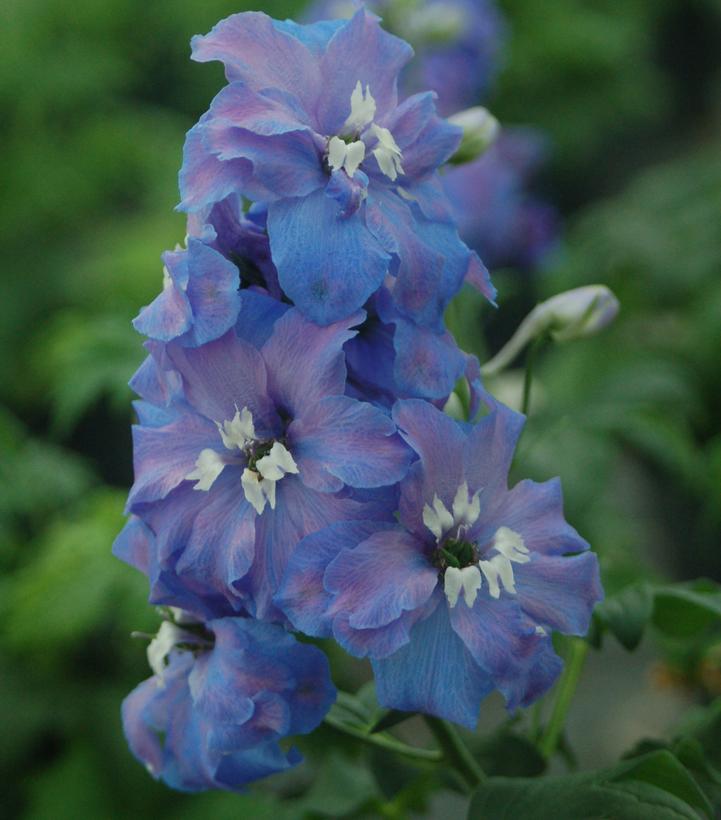 DELPHINIUM ELATUM `GUARDIAN BLUE`