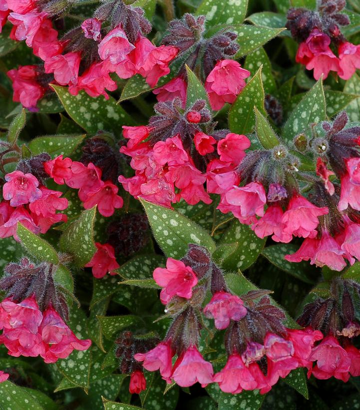 PULMONARIA `SHRIMPS ON THE BARBIE'