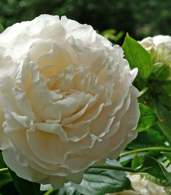 PAEONIA LACTIFLORA `SHIRLEY TEMPLE'