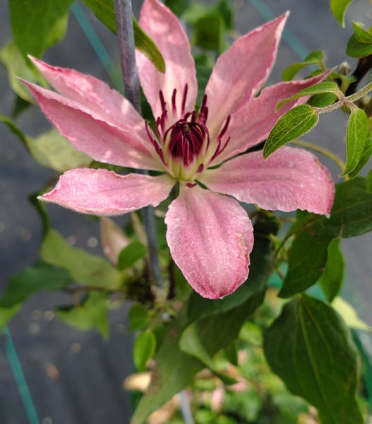 CLEMATIS - `SARAH ELIZABETH`