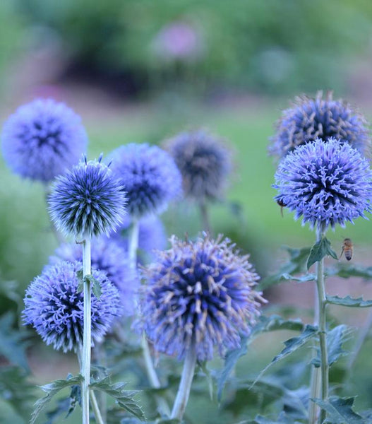 ECHINOPS `BLUE GLOW`