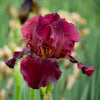 IRIS GERMANICA `BERNICE`S LEGACY`(RED)