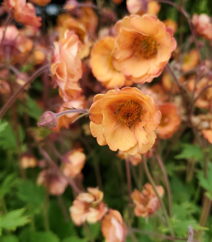 Avens/Geum Tempo Orange