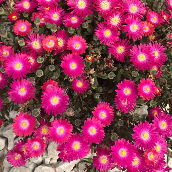 ICE PLANT - DELOSPERMA JEWEL DESERT `GARNET`