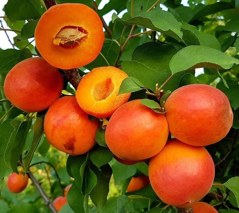 Apricots - Harostar - 2 Year Old Bare Root