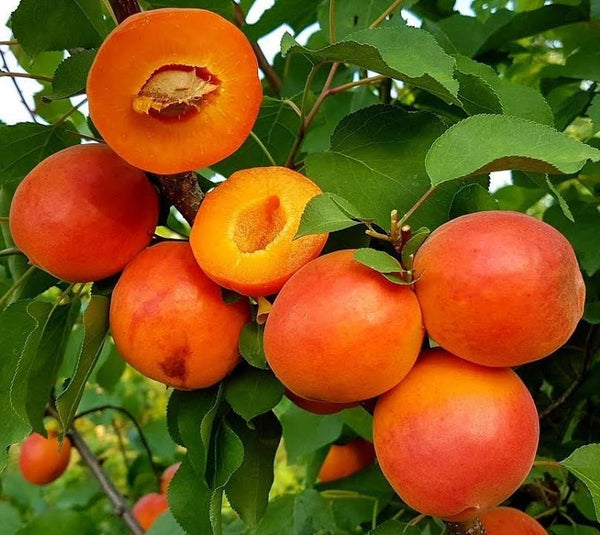 Apricots - Harostar - 2 Year Old Bare Root