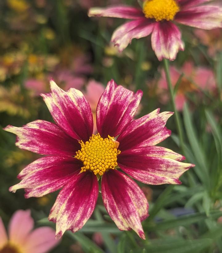 TICKSEED - COREOPSIS LI`L BANG `STARLIGHT`