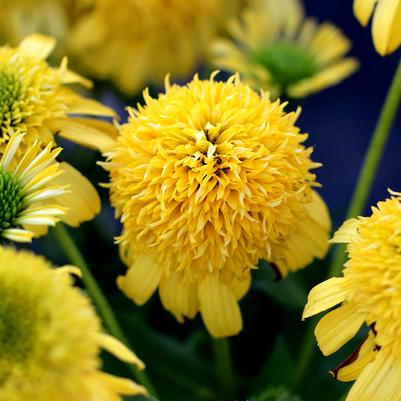 ECHINACEA SUNNY DAYS `LEMON`