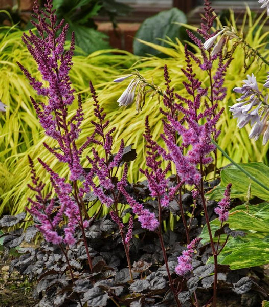 ASTILBE - `DARK SIDE OF THE MOON`