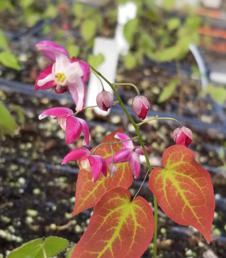 BARRENWORT - EPIMEDIUM RUBRUM `GALADRIEL`