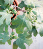 Fig Tree - Fignominal - 2 gallon pot