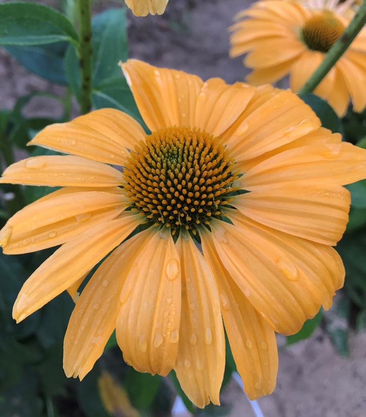 ECHINACEA COLOR CODED `ONE IN MELON'