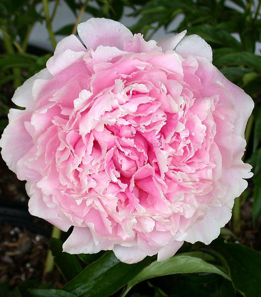 PAEONIA `SARAH BERNHARDT` - PINK