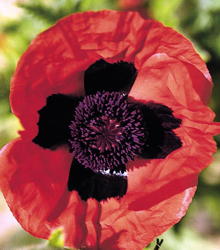 PAPAVER ORIENTALE `BRILLIANT`