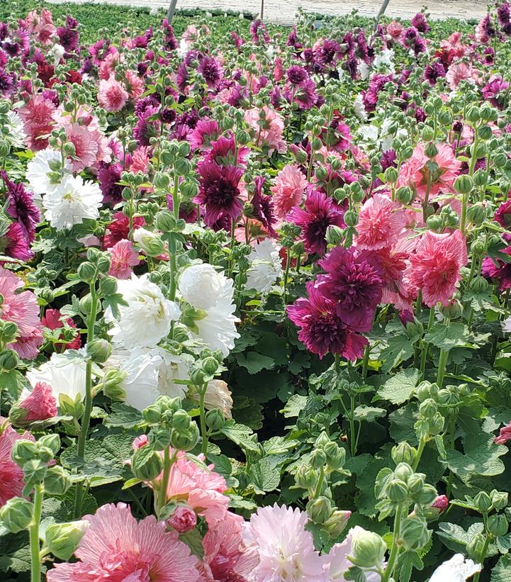 HOLLYHOCK - ALCEA `SPRING CELEBRITIES MIX`