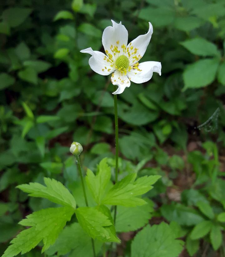 ANEMONE - VIRGINIANA - TALL THIMBLEWEED