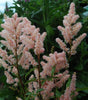 ASTILBE - `PEACH BLOSSOM’