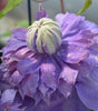 CLEMATIS - `DIAMANTINA`