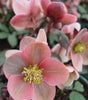 HELLEBORUS X HYB. `ROYAL HERITAGE`