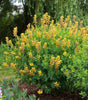 BAPTISIA - DECADENCE `CHERRIES JUBILEE`