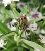 BACHELORS BUTTON - CENTAUREA `AMETHYST IN SNOW`