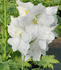 DELPHINIUM `WHITE GUARDIAN LARKSPUR`